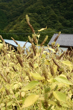 えごま