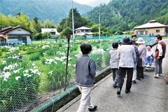 花菖蒲園鑑賞1