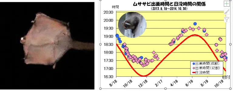 ムササビ調査イメージマップ