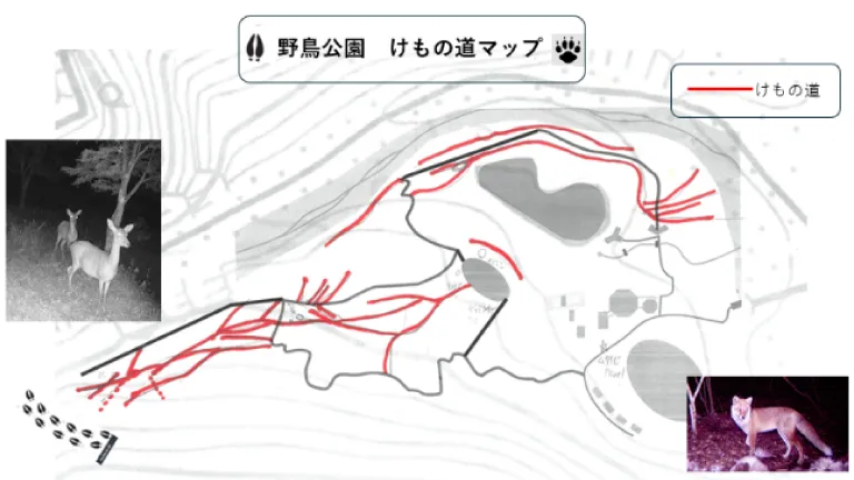 けもの道調査イメージ