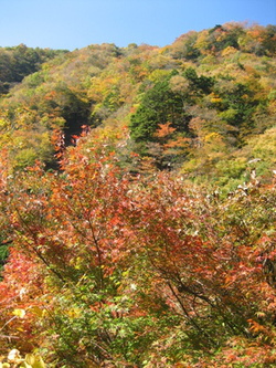 早川渓谷写真03