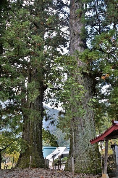 京ヶ島の夫婦スギ