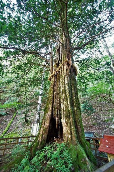 七面山の大イチイ