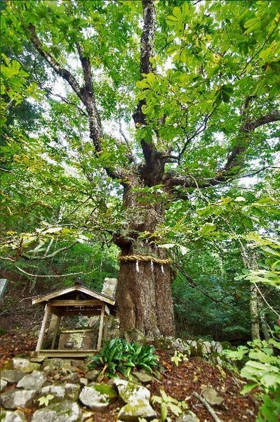 七面山の大トチノキ