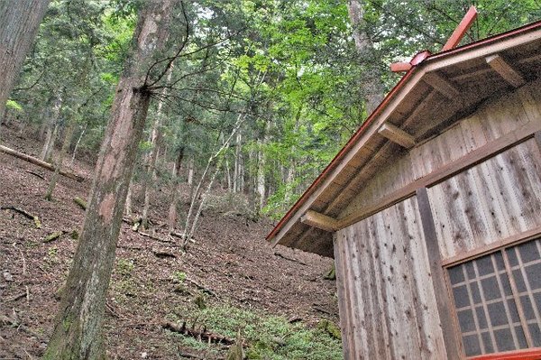 奈良田八幡宮社叢のトチノキ（奥）