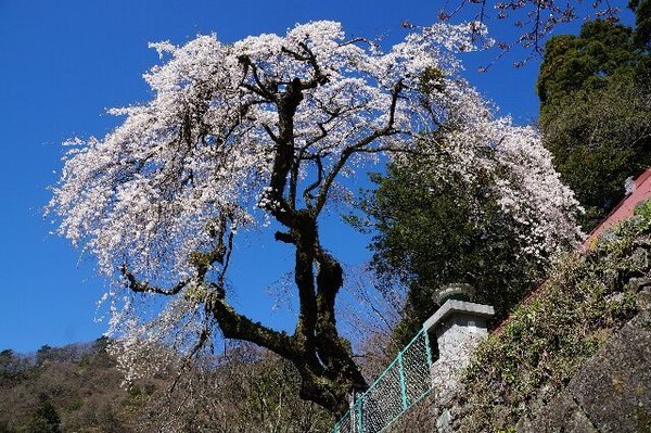 学定寺のイトザクラ