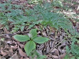 シッコ山植物群落2